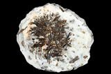 Golden-Brown, Radiating Astrophyllite - Kola Peninsula, Russia #179142-1